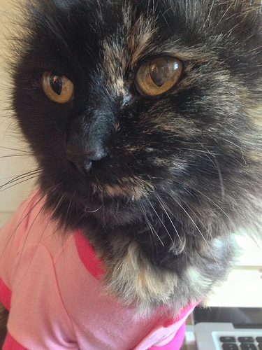 Evilcat looking evil in a pink t-shirt