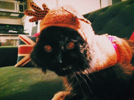 Evilcat has a lot of feelings about sequined reindeer costumes
